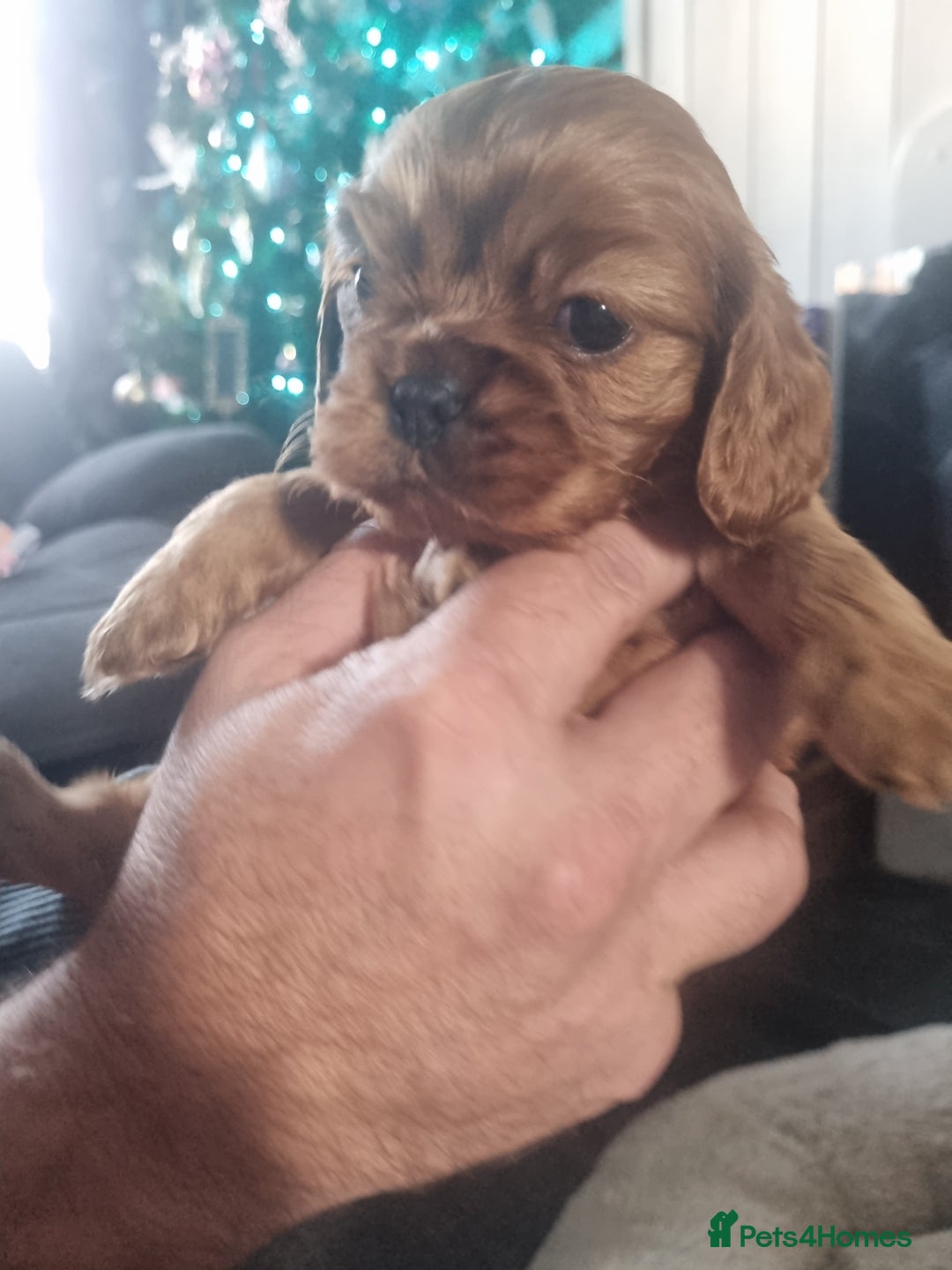 Cavalier King Charles Spaniel dogs for sale: Beautiful toy ruby King charles cavalier puppies. - Advert 11
