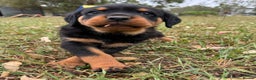 Rottweiler dogs for sale:  lovely chunky beautiful Rottweiler puppies - Advert 6