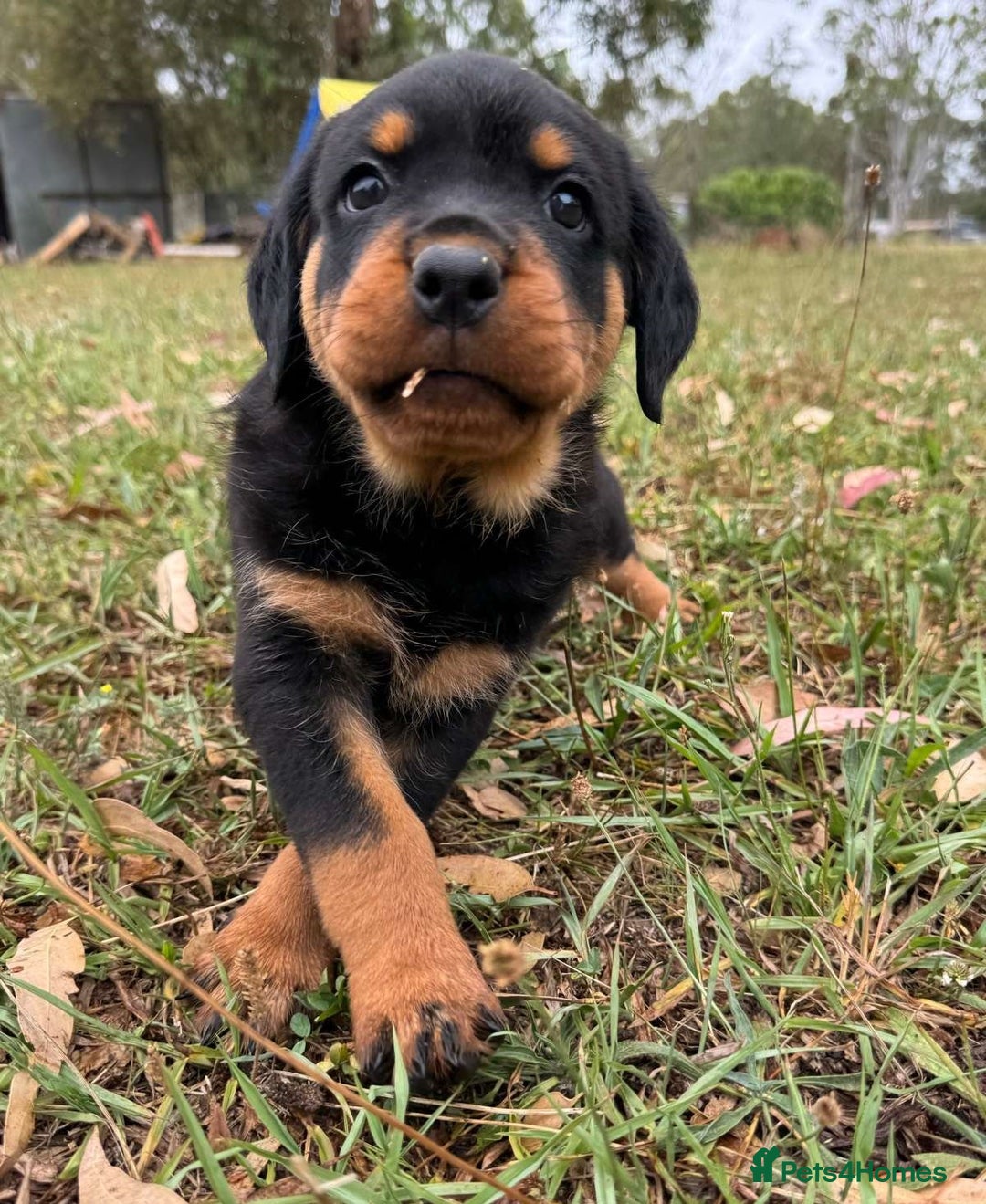 Rottweiler dogs for sale:  lovely chunky beautiful Rottweiler puppies - Advert 6