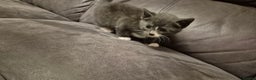 Mixed Breed cats for sale: Kittens  - Advert 13