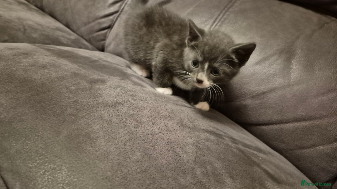 Mixed Breed cats for sale: Kittens  - Advert 13