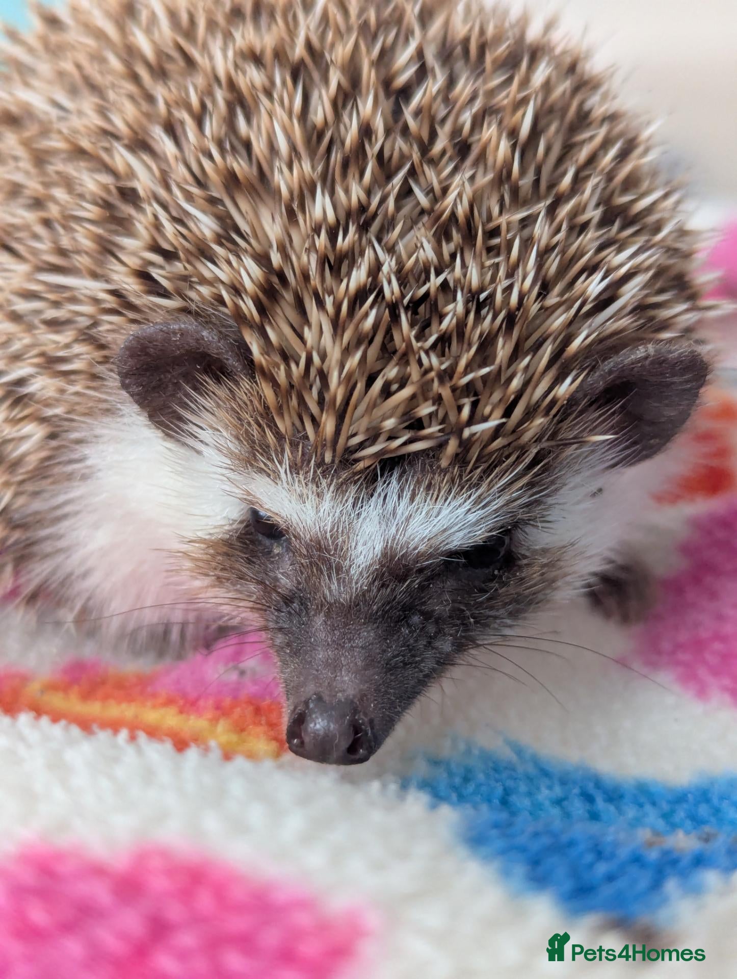 Pygmy Hedgehog rodents Gorgeous Friendly 13 week old Male Hog - Advert 1