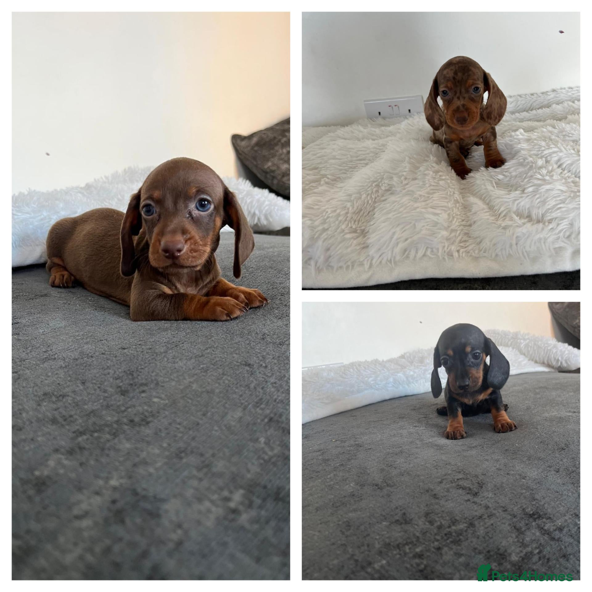 Miniature Dachshund dogs Beautiful Miniature Dachshund Puppies - Advert 1