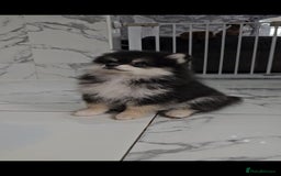 Pomsky dogs for sale: Pomsky puppies very small toy size F3  - Image 24