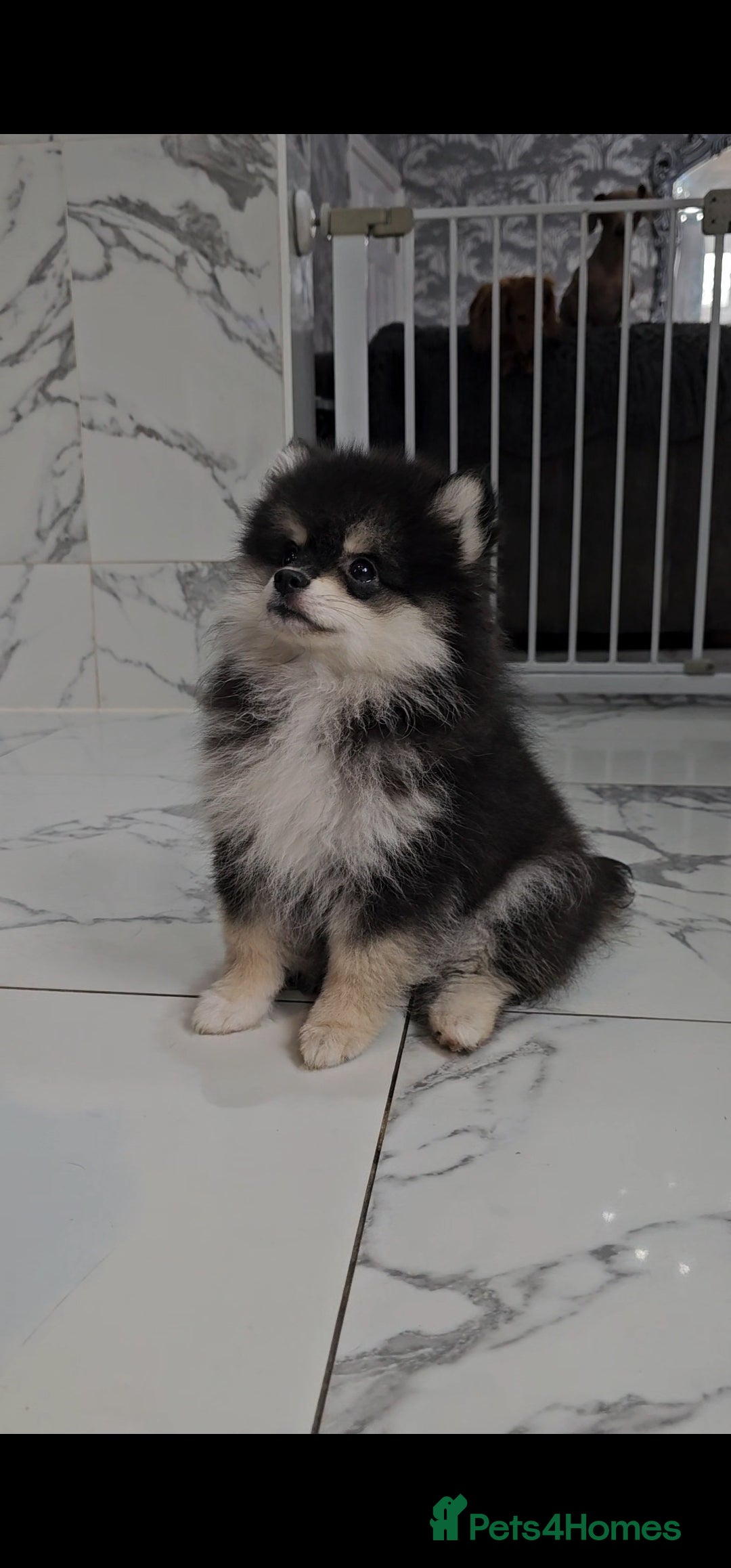 Pomsky dogs for sale: Pomsky puppies very small toy size F3  - Image 24