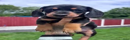 Miniature Dachshund dogs for sale: 3 gorgeous miniature Dachshunds. 🐶 READY TO GO!  - Advert 23