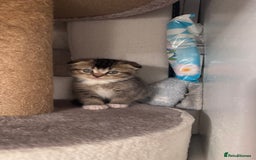 Scottish Fold cats for sale: Scottish fold X Scottish straight  - Advert 10