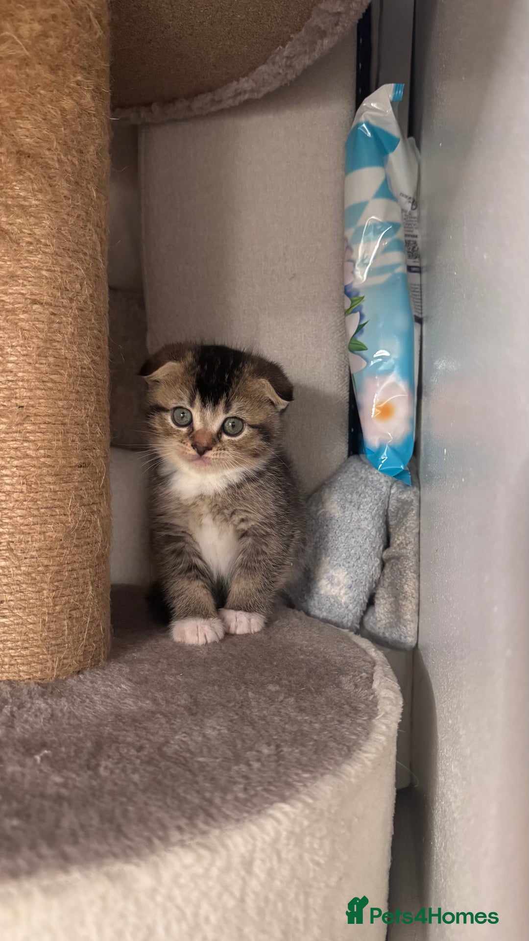 Scottish Fold cats for sale: Scottish fold X Scottish straight  - Advert 10