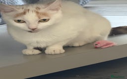 Mixed Breed cats for sale: Beautiful mixed litter  10 pound - Image 10