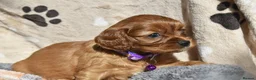 Cavalier King Charles Spaniel dogs for sale: Health Tested Parents-beautiful puppies - Advert 8