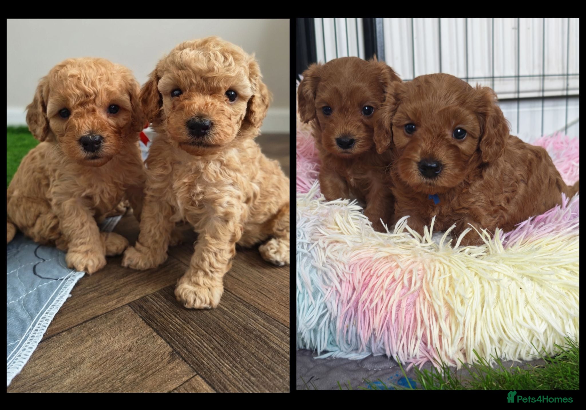 Cavapoo dogs Gorgeous Cavapoo Boy & Girl Available  - Advert 1
