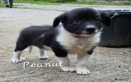 Border Collie dogs for sale:  Any farmers looking for working dogs? - Image 32