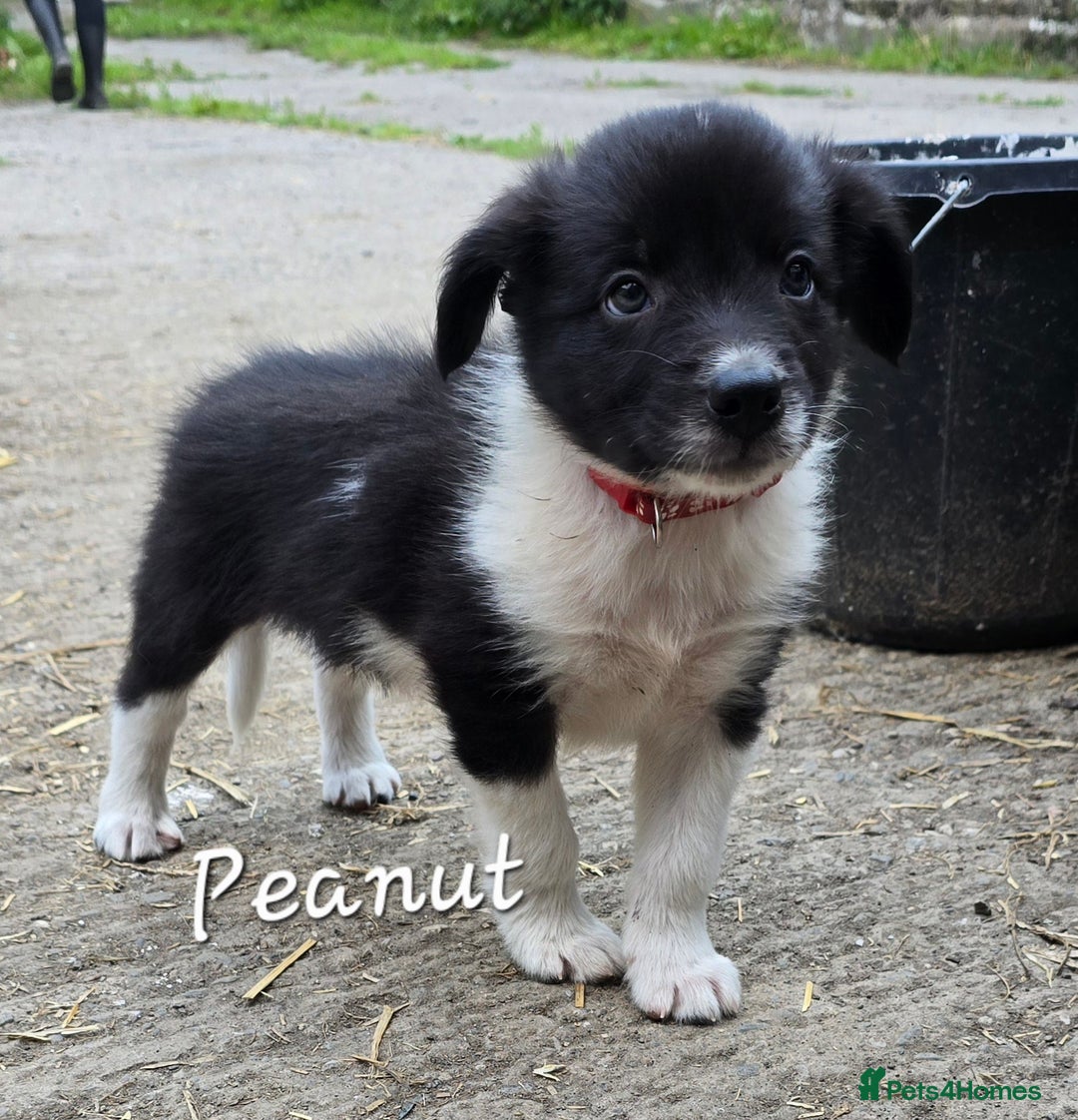 Border Collie dogs for sale:  Any farmers looking for working dogs? - Image 32