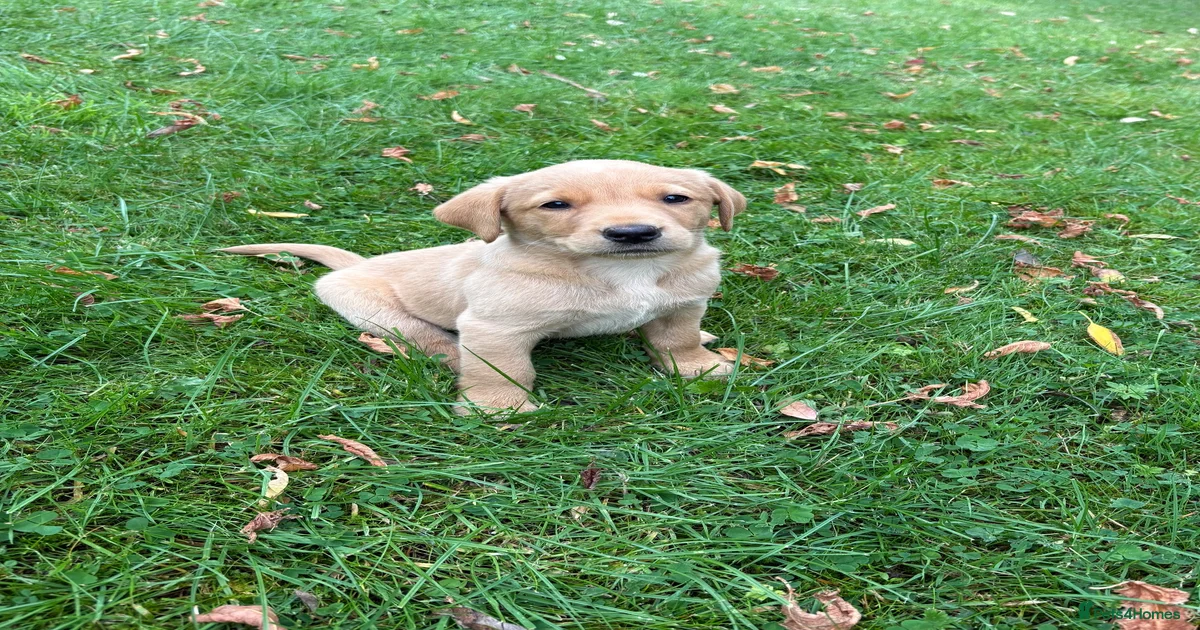 Fox red labrador Puppies for sale | Pets4Homes