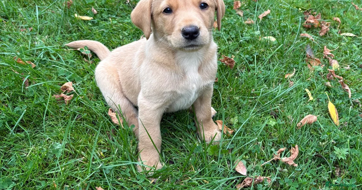 Red Labrdoor Fox red labrador Puppies for sale | Pets4Homes