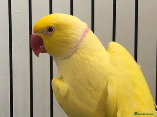 Mixed Breed birds Male lutino ringneck - Advert 1