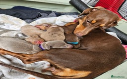 Miniature Dachshund dogs for sale: Miniature Dachshunds For Sale - Image 3