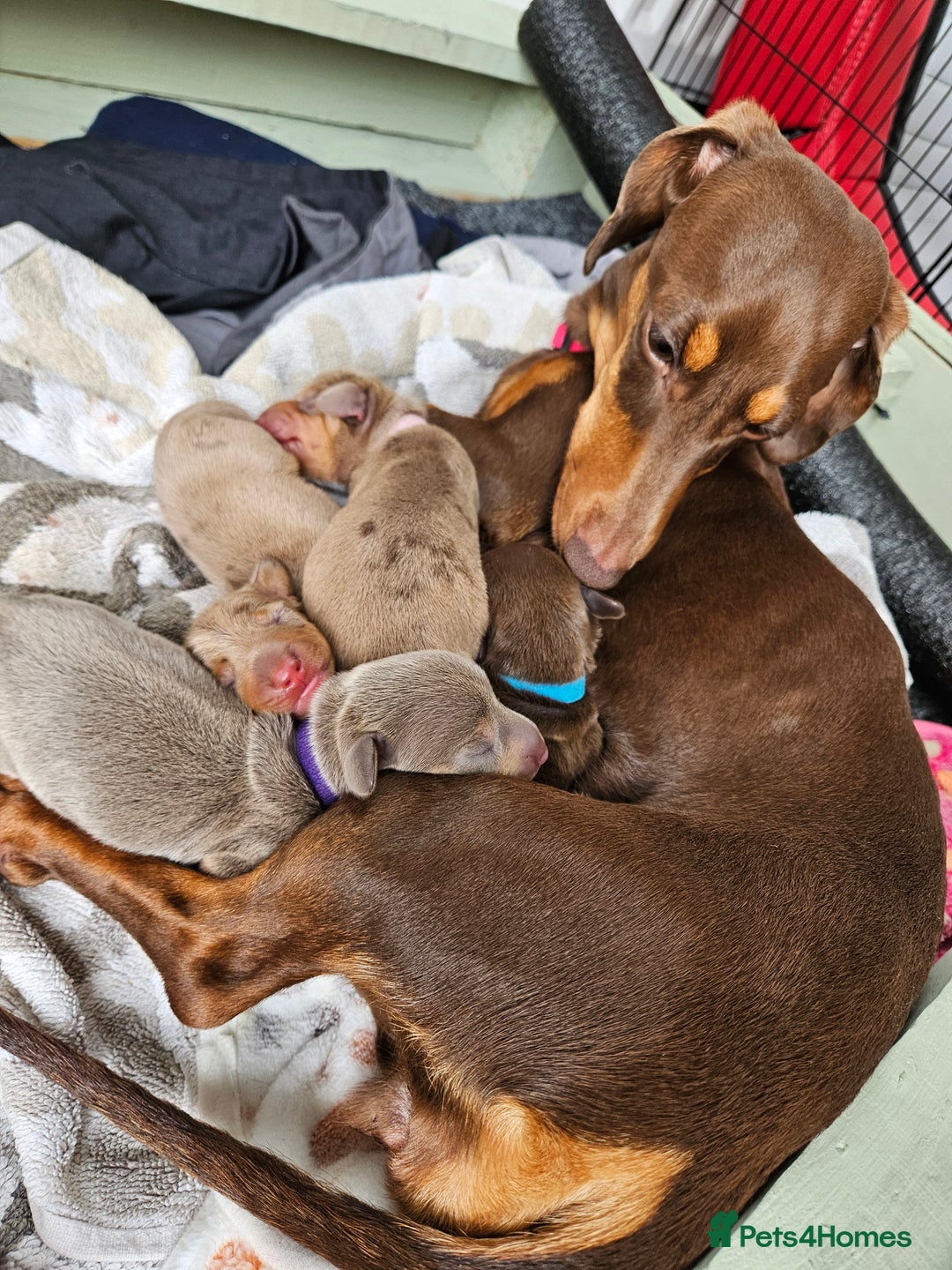Miniature Dachshund dogs for sale: Miniature Dachshunds For Sale - Image 3