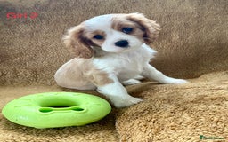 Cavalier King Charles Spaniel dogs for sale: Gorgeous Cavalier King Charles Spaniel Puppies - Image 10