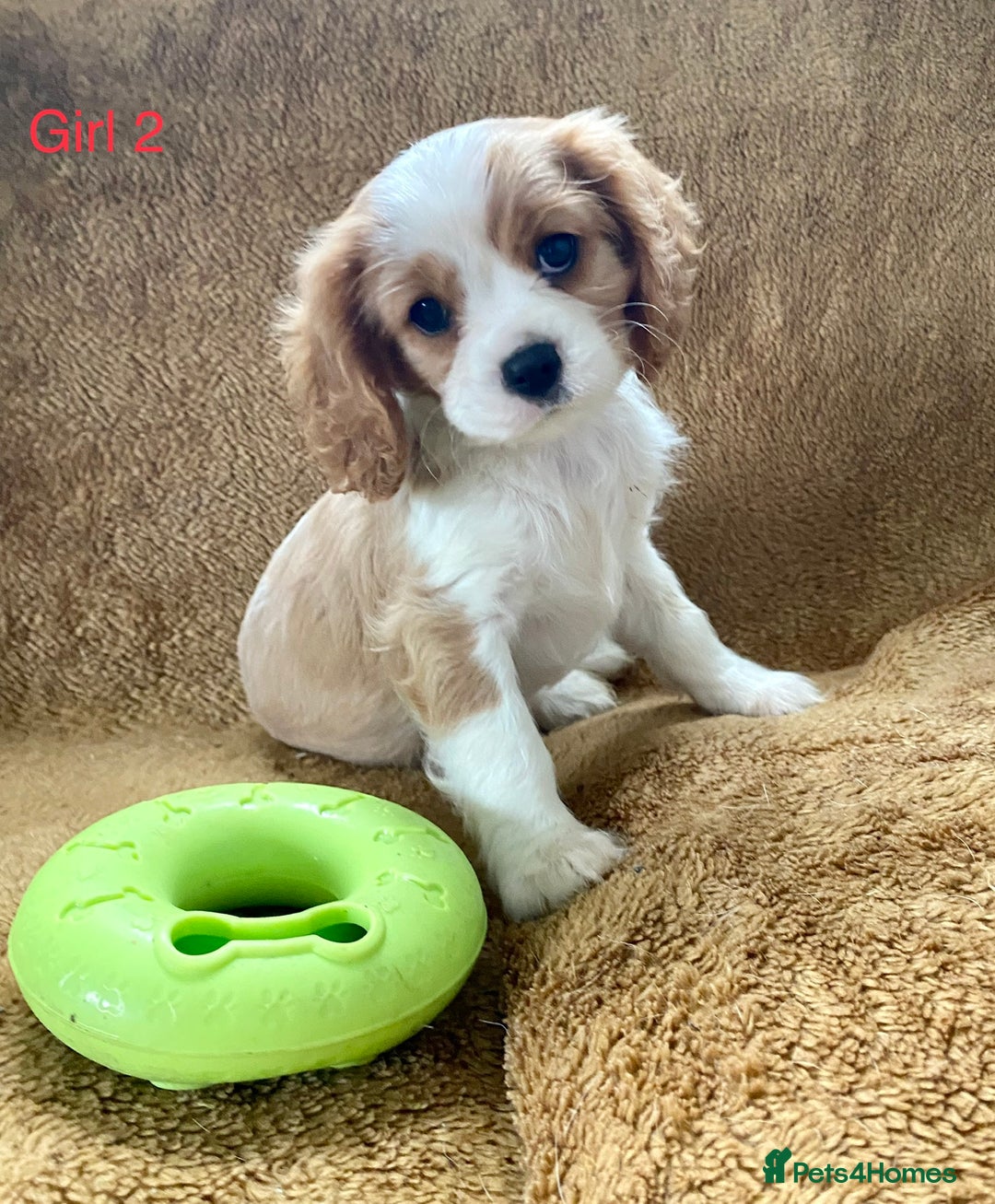 Cavalier King Charles Spaniel dogs for sale: Gorgeous Cavalier King Charles Spaniel Puppies - Image 10