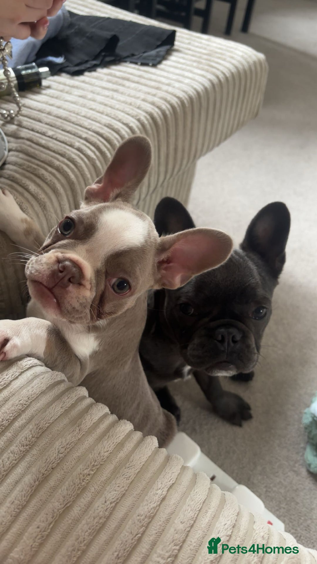 French Bulldog dogs for sale: french bulldogs - Advert 6
