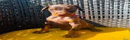 Dobermann dogs for sale: Beautiful family dobermans * 1 girl 3 boys left * - Advert 3