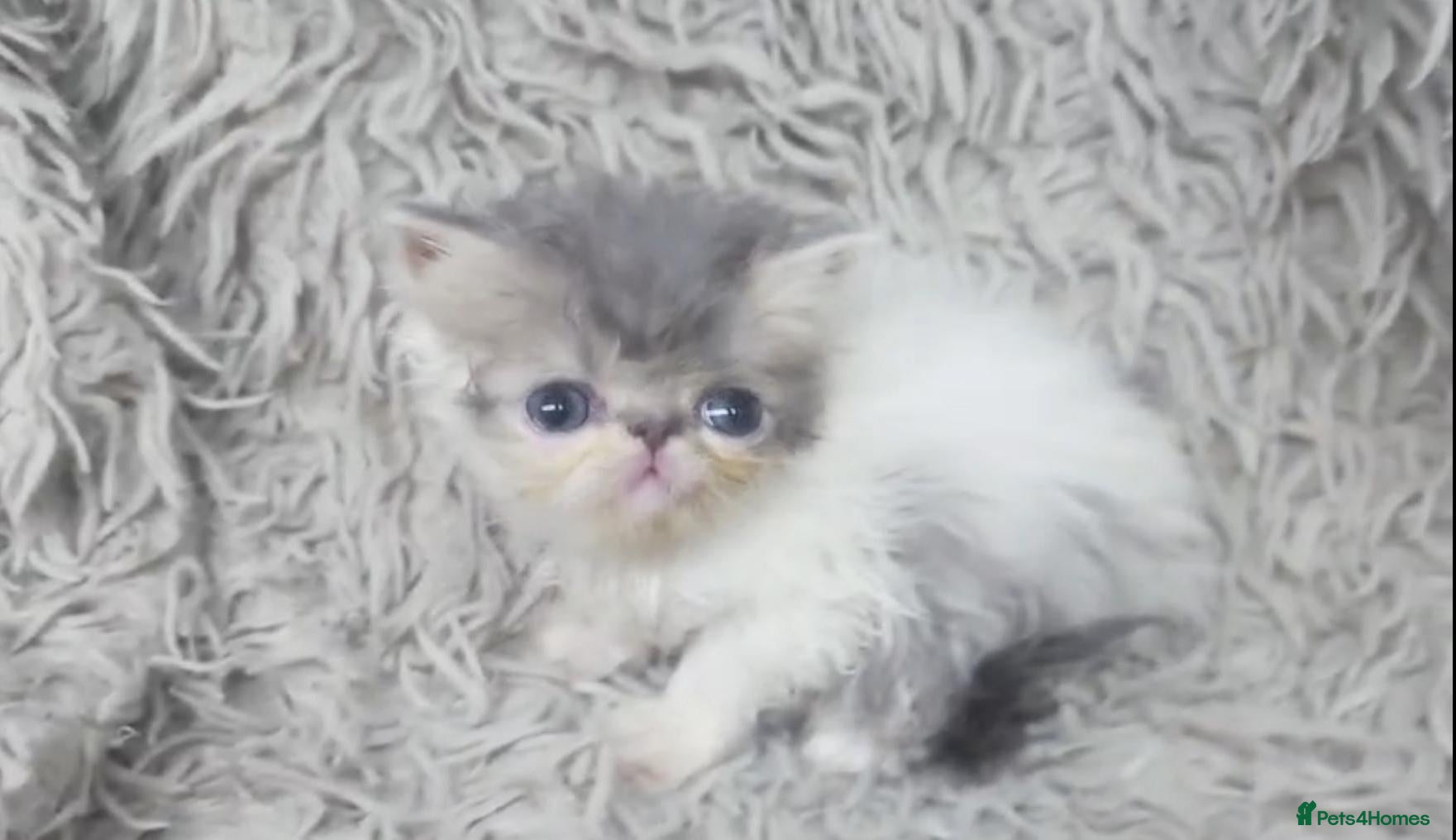 Persian cats Beautiful Persian kittens - Advert 1