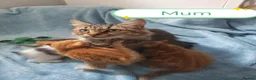 Mixed Breed cats for sale: Beautiful Kittens Videos in Barnsley - Advert 40