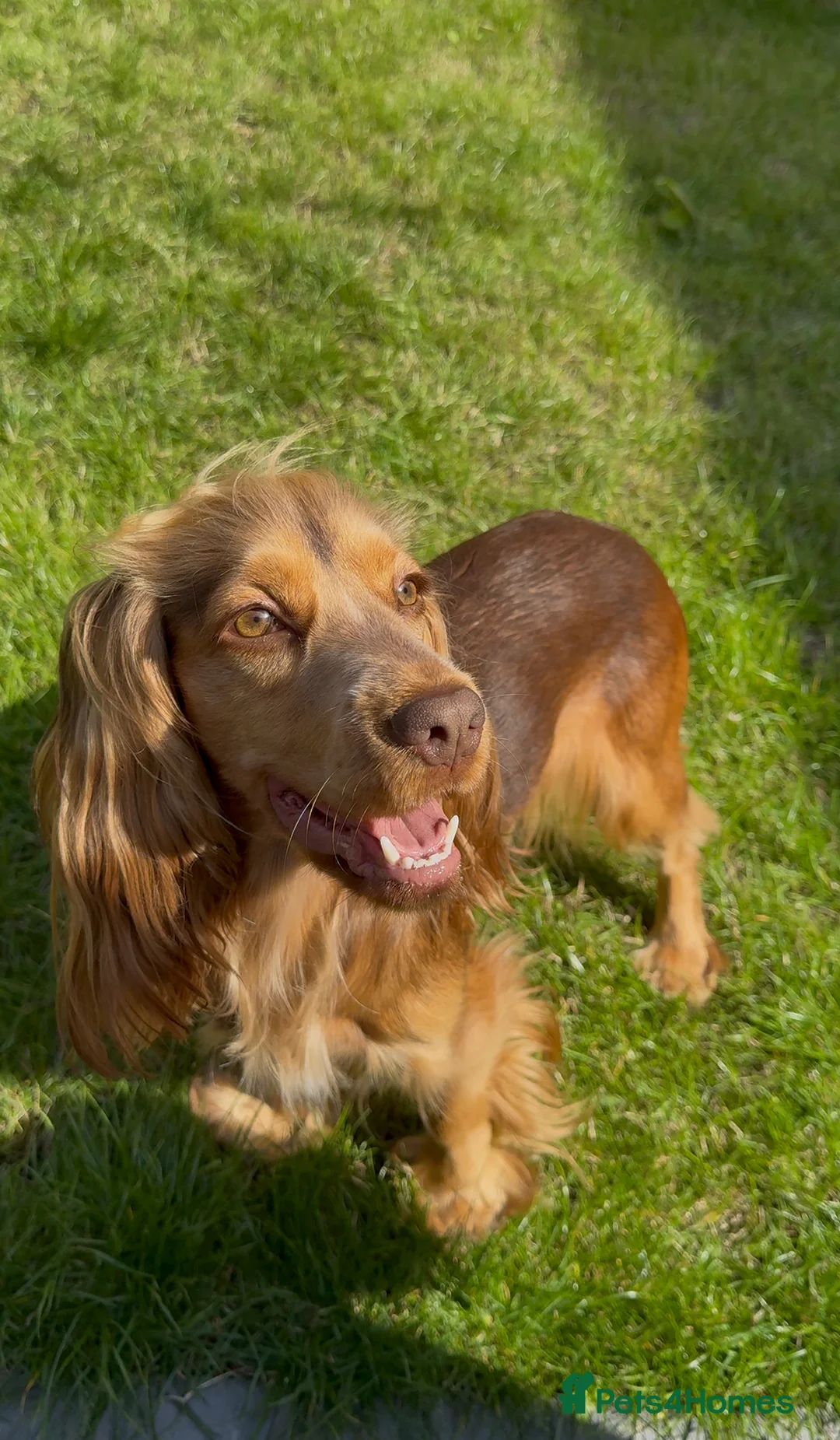 Cocker Spaniel dogs for sale: Beautiful 2 year old cocker spaniel  - Advert 2