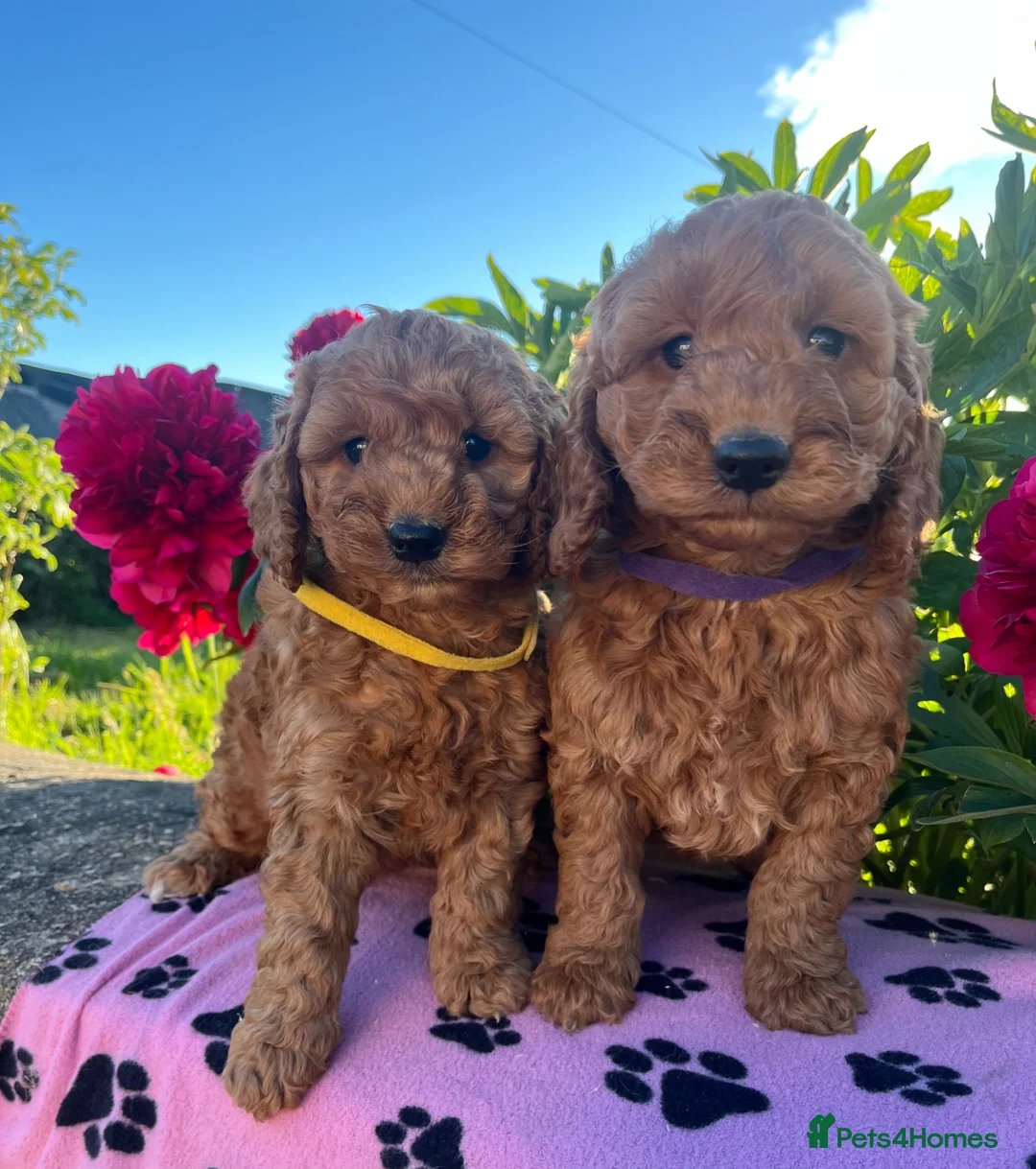 Cockapoo dogs for sale: Stunning cockapoo puppies  - Advert 2