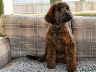 Goldendoodle dogs 6 month old F1B mini Goldendoodle - Advert 16