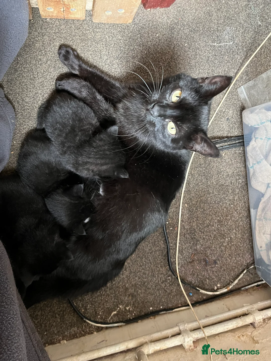 Mixed Breed cats for sale: Kittens for sale  - Advert 2