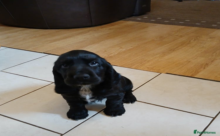 Cocker Spaniel dogs - Advert 14