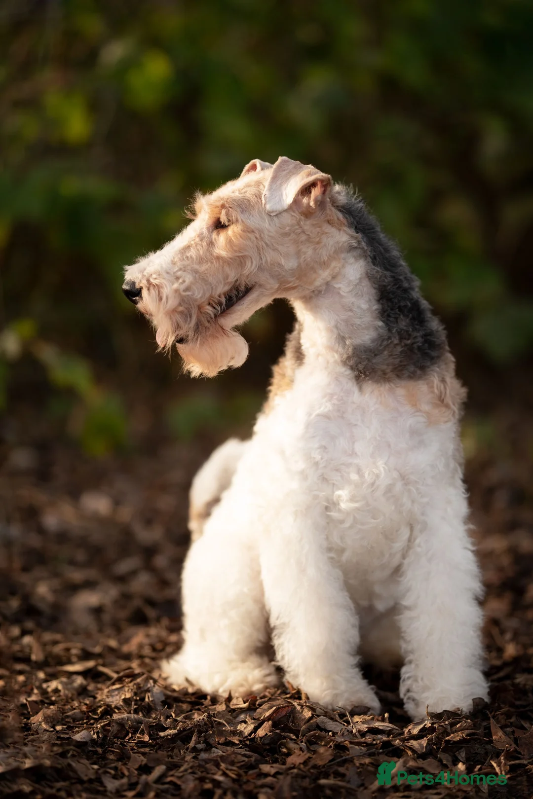 Fox Terrier dogs for stud: Wire Fox Terrier for stud KC in both UK and Poland in Nottingham - Advert 4