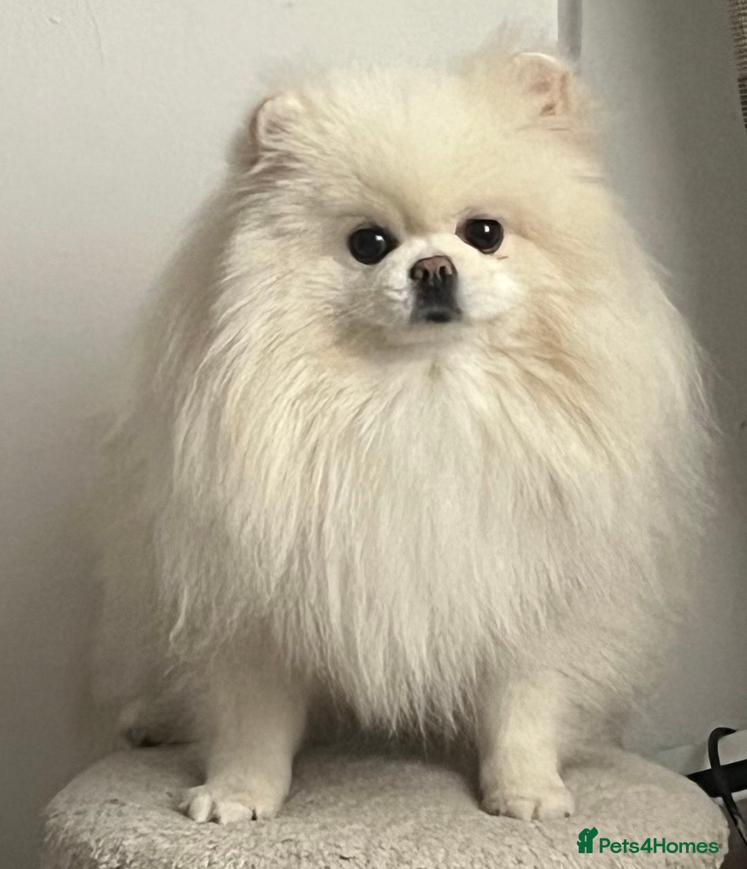 Pomeranian dogs for sale: 3 year old beautiful female pomeranian  - Advert 1