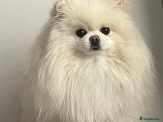 Pomeranian dogs 3 year old beautiful female pomeranian - Advert 1