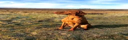 Hungarian Vizsla dogs for stud: European champion sired -Imported Hungarian Vizsla - Advert 8