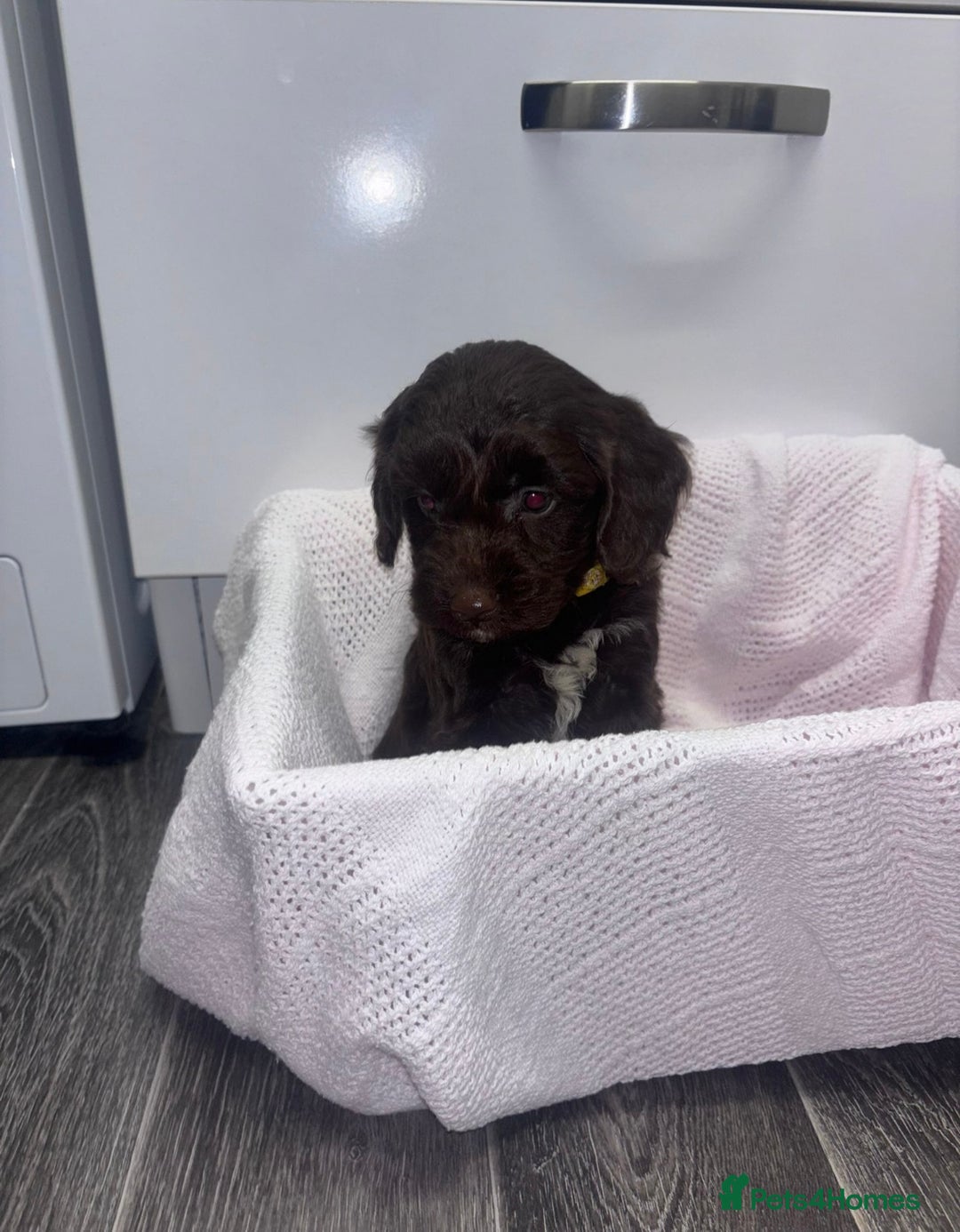 Cockapoo dogs for sale: 3 remaining Adorable cockapoo puppies  - Advert 7