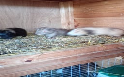 Guinea Pig rodents for sale: Baby Guinea Pigs. - Image 5
