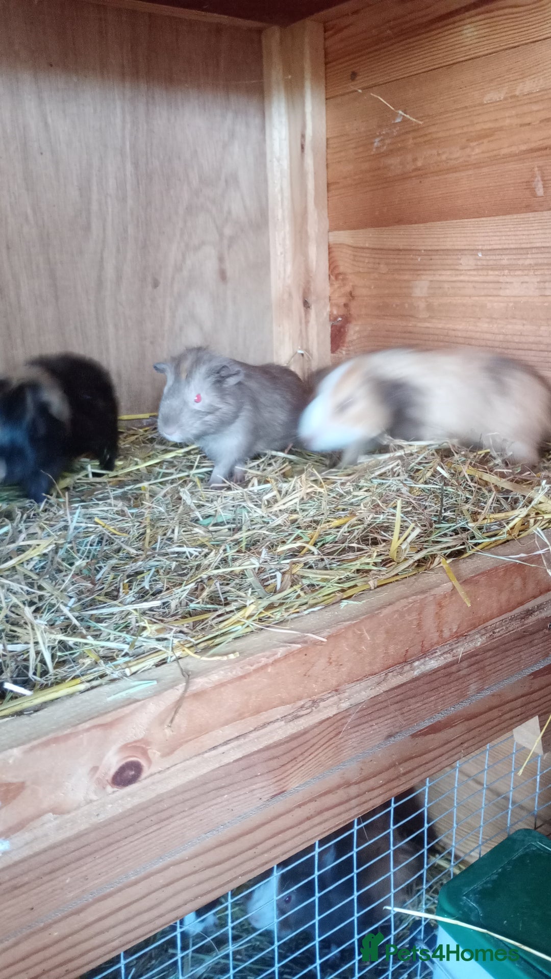 Guinea Pig rodents for sale: Baby Guinea Pigs. - Image 5