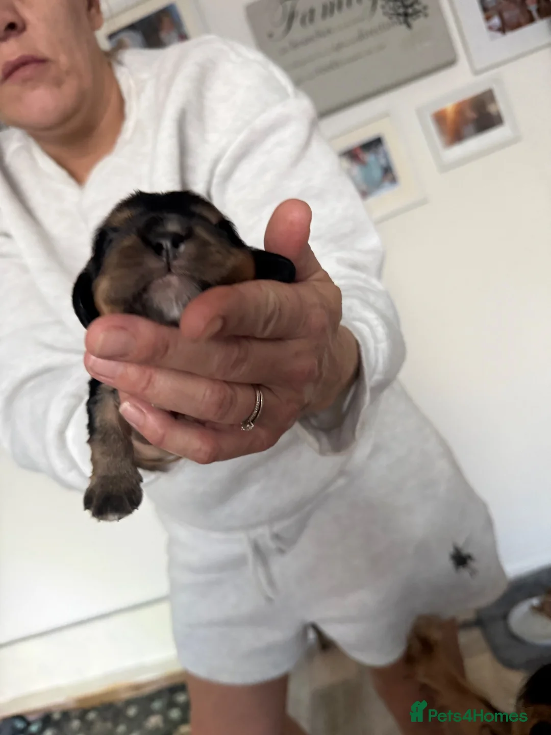Cavalier King Charles Spaniel dogs for sale: Fully health tested litter of 3 girls  in York - Advert 2
