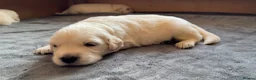 Golden Retriever dogs for sale: Golden Retriever Puppies — Ready from 3rd August - Advert 17