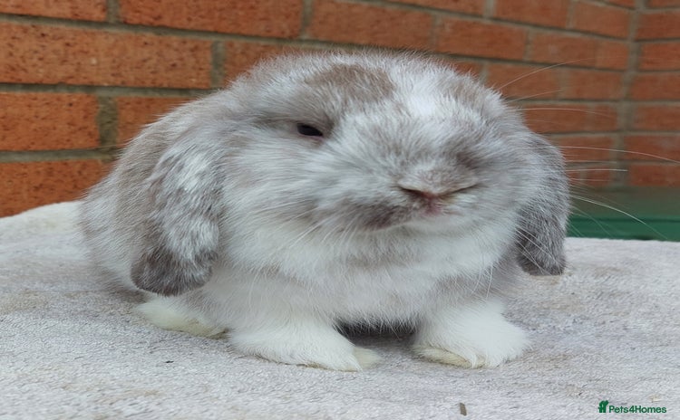Mini Lop rabbits - Advert 1