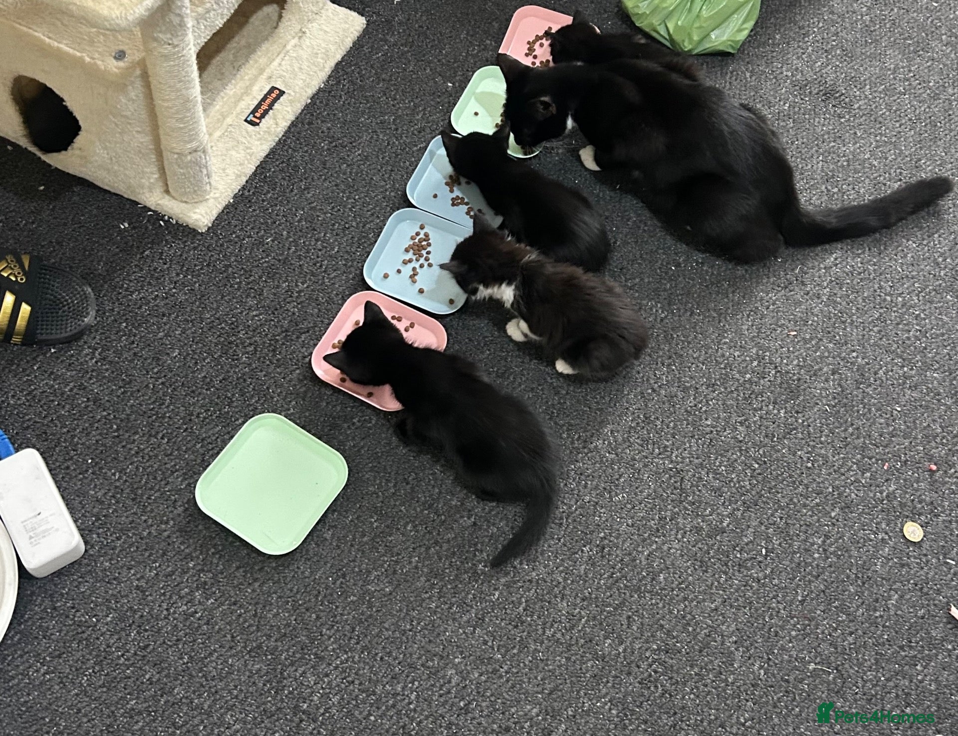 Mixed Breed cats Beautiful Bengal Cross Kittens – 2 Boys & 2 Girls - Advert 2
