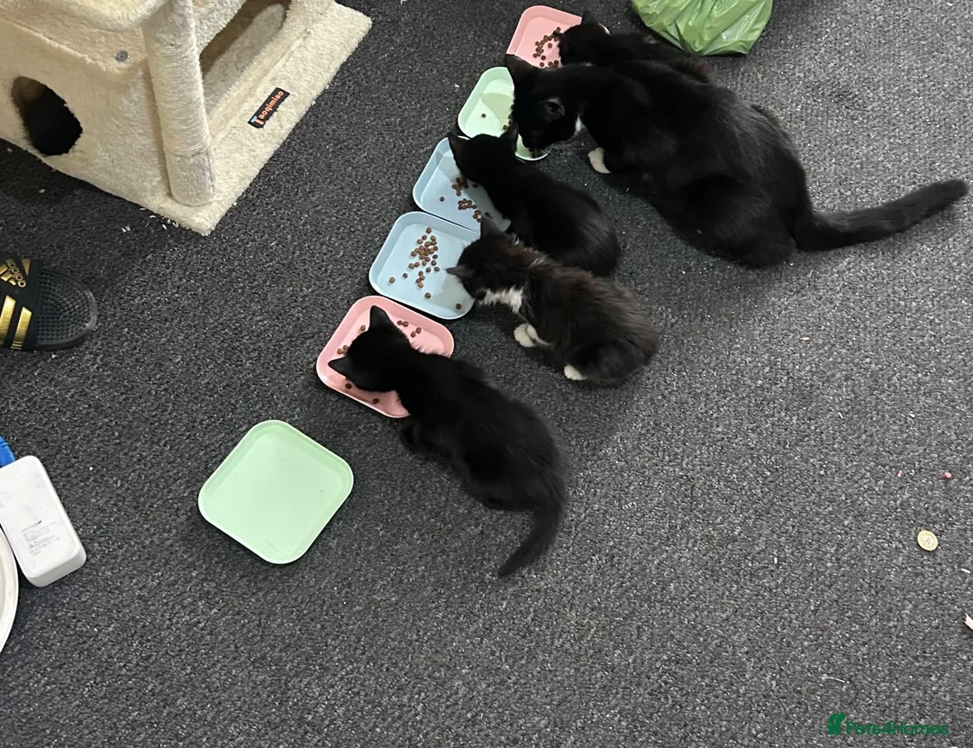 Mixed Breed cats for sale: Beautiful Bengal Cross Kittens – 2 Boys & 2 Girls - Advert 2