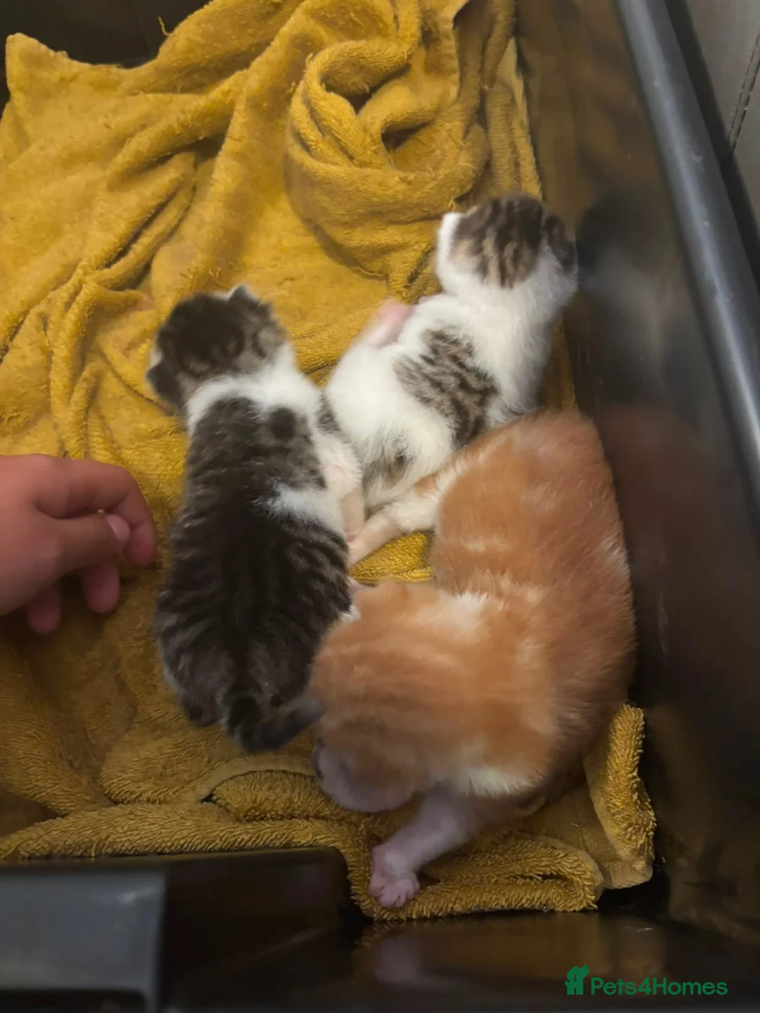 Domestic Shorthair cats for sale: kittens for sale - Advert 1