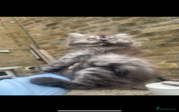 Persian cats for sale: Purebred Persian kitten  - Image 8