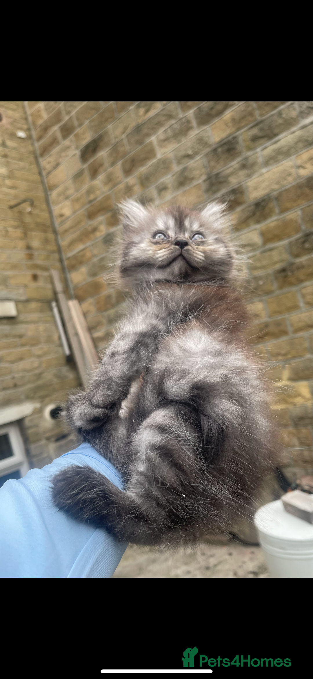 Persian cats for sale: Purebred Persian kitten  - Image 8