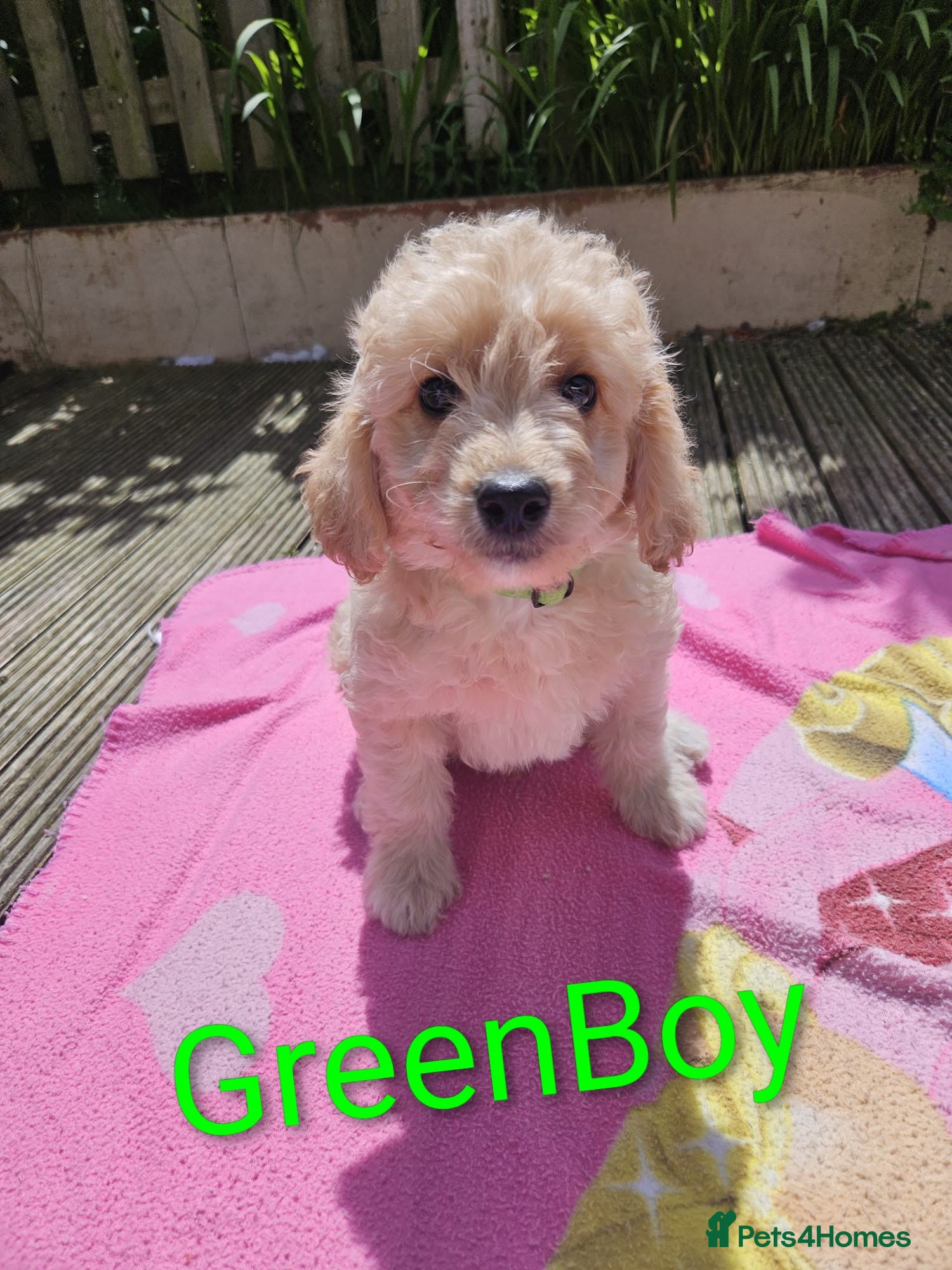 Mini Goldendoodle dogs Miniature Goldendoodle Puppy F1B - Advert 2