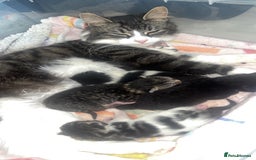 Mixed Breed cats for sale: 3 Female Kittens Available  - Image 5